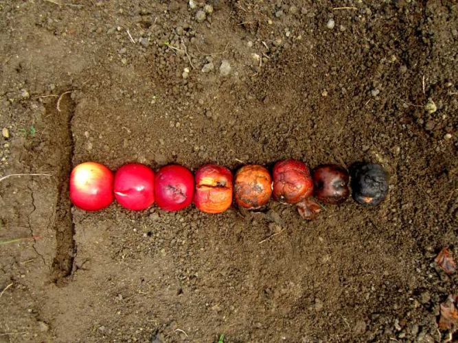 Őszi kompozíció rohadásnak induló almákból, melyek egy sorba vannak rakva a földön. ;
