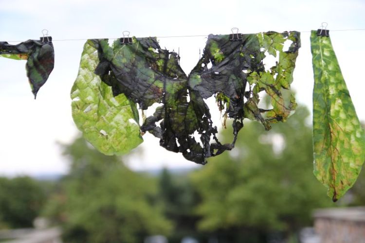 Performansz a közönség bevonásával, növény lenyomat kalapálással, festés természetes pigmentekkel nagy méretű textilen. ; 